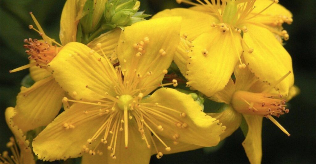 Sarı kantaron, yanık, yara ve kesik tedavilerinde kullanılan oldukça yararlı bir bitkidir.